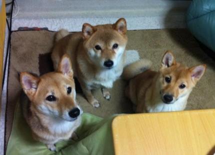 3shiba2