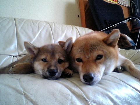 遊びつかれたの