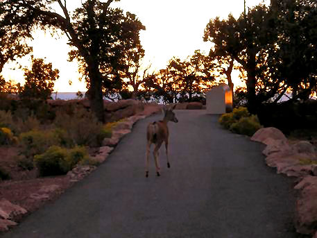 G.Canyon Bambi.JPG