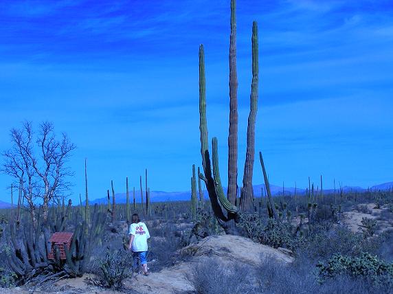 giant cactus.jpg