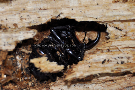 2009/01/03 ♂54.5mm