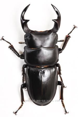 2009/01/03 ♂54.5mm