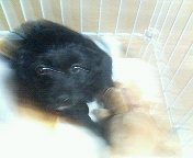 wann2