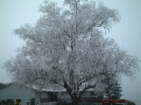 frozen tree