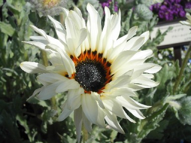 KICX2551 2006.3.4 植物園.JPG