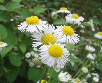 野の花.JPG