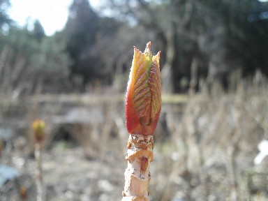 あじさいの芽