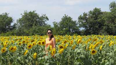 Tournesol 2011