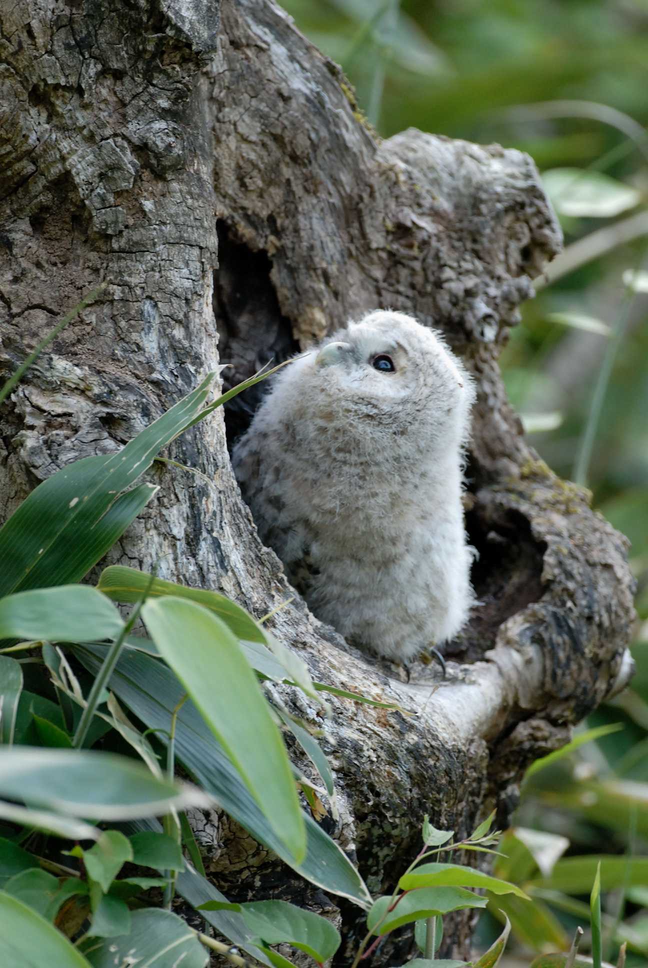 飛び立とう・親たちのように