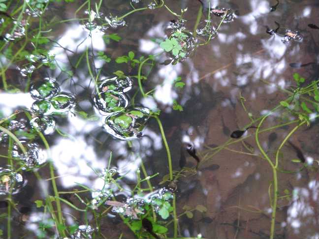 いのちのむらがり