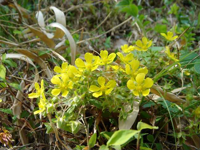 いちごいちごいちご