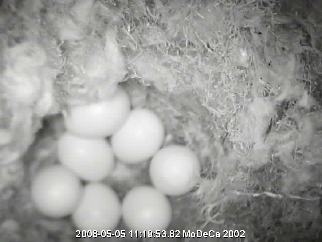 ほーら抱卵すると巣になるよ