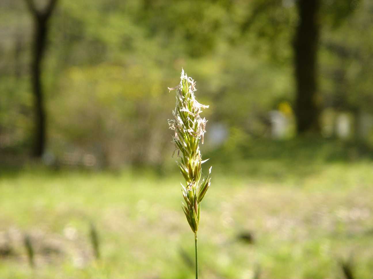 香りは柏餅だがくしゅん