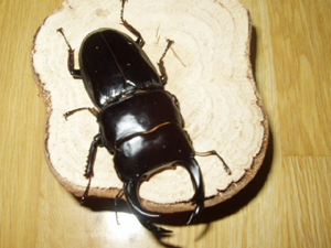 ブータン クルビデンス ♂73mm 02