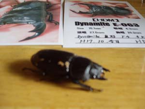 Dynamite E-063 ♀　48mm 02