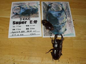 Super E牙　♀　45mm 02