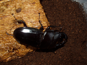 ブータン クルビデンス ♂73mm 04