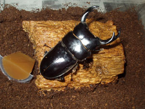 ブータン クルビデンス ♂73mm 03