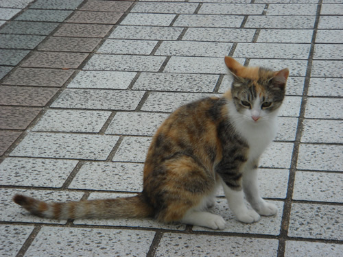 波之上ビーチ猫