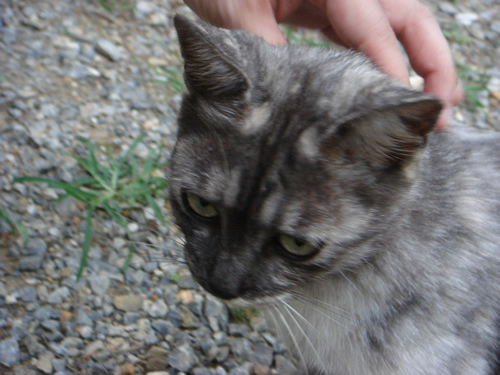 お友達のお家の猫さん