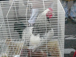 鳥市NO.1!.jpg