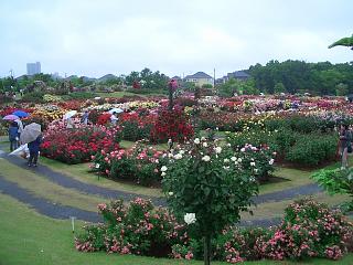 京成バラ園2