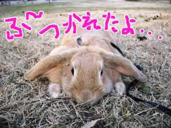 走りすぎたまるこ。