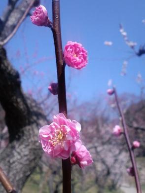 ume1