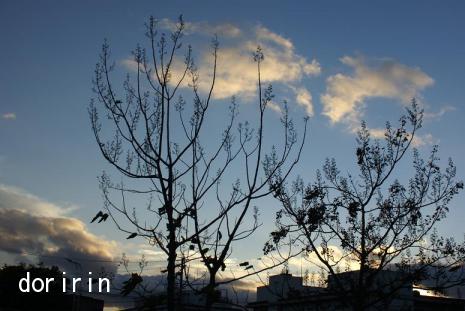 １１月１８日　夕暮れ時