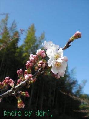 ２０１０年の桜１