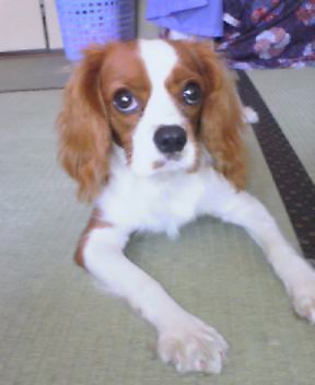 いっぱい寝たワン＾＾