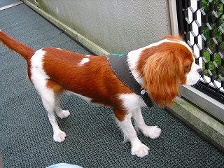 似合うかな＾＾