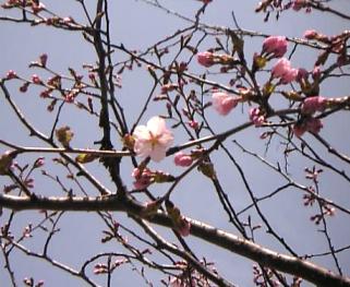 開花ｗ