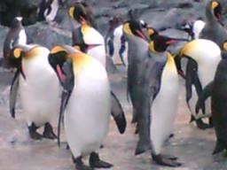 ペンギン