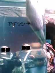 あぁっ！アザラシが・・・