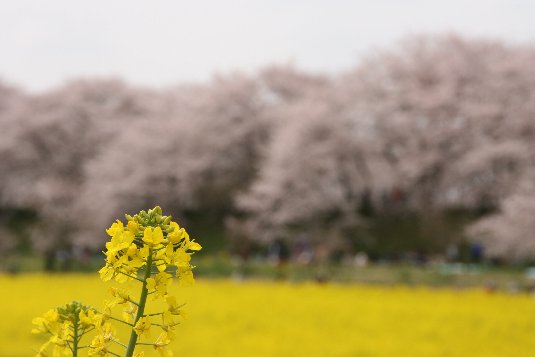 権現堂堤の桜と菜の花