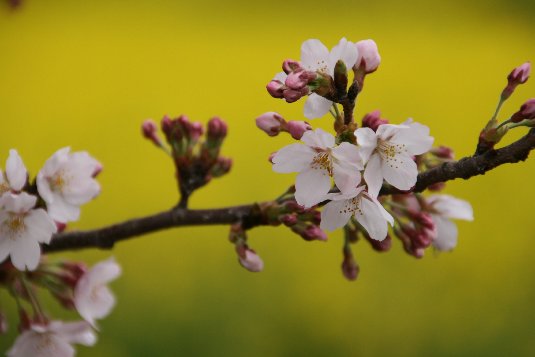 権現堂堤の桜と菜の花