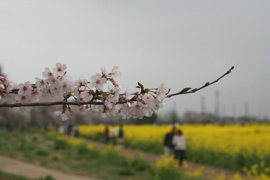 権現堂堤の桜と菜の花