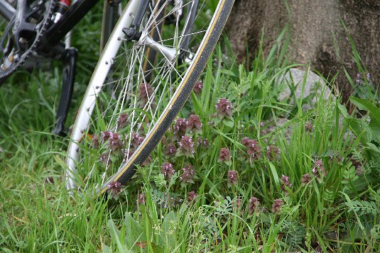 自転車のある風景・・・