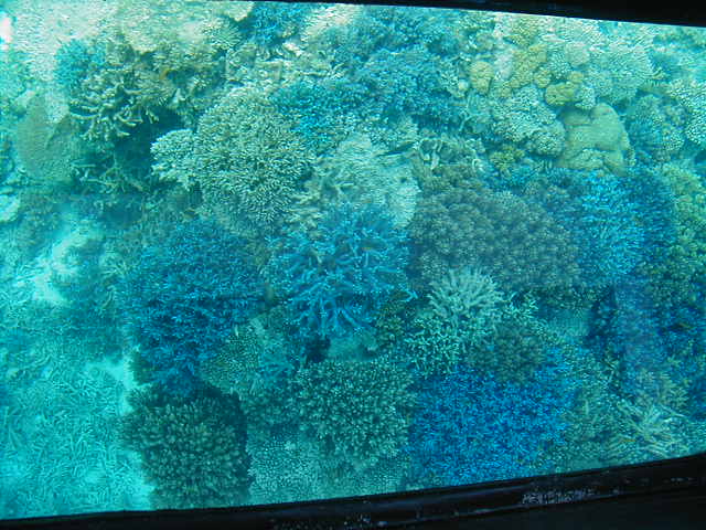青珊瑚