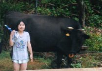 黒島牛
