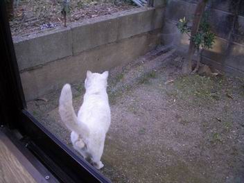 白ねこ２.jpg
