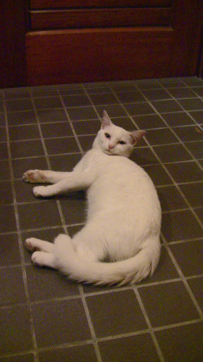 玄関で涼む白猫