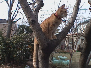 木に登った猫