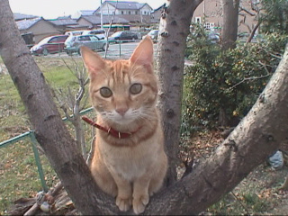 木に登った猫