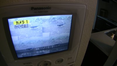 録画した映像にネコ