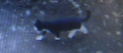 どこかで見た猫