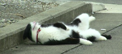 路上で背中を掻く猫