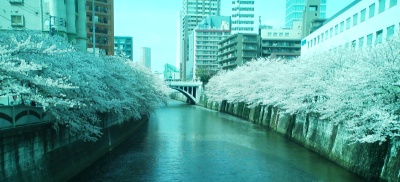 目黒川の桜