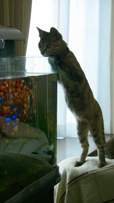 水槽を覗き込む猫